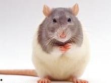 色老鼠在线视频网址大全,海量资源一网打尽