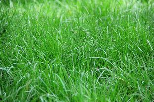 草草草在线视频影院,海量影视资源，畅享观影新体验