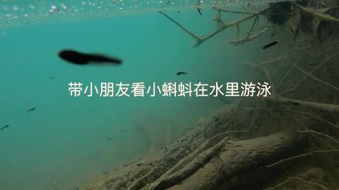 小蝌蚪在线视频2.0,全新升级，畅享互动学习新体验