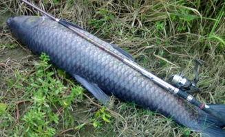 青鱼吧在线视频观看,揭秘神秘青鱼世界